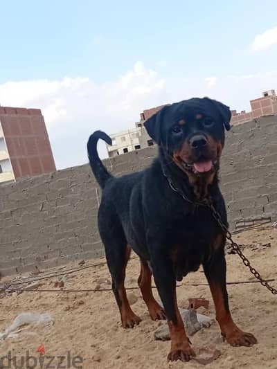 الزاوية الحمراء