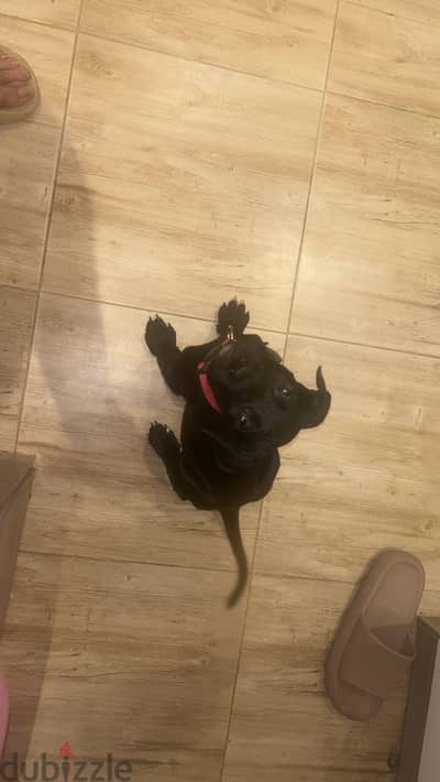 كالب كان كورسو cane corso