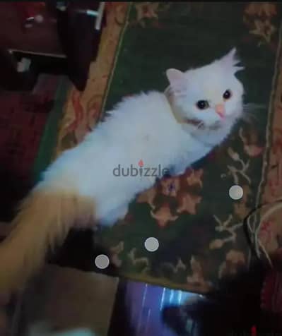 قطع انثي شيرازي عمر سنه