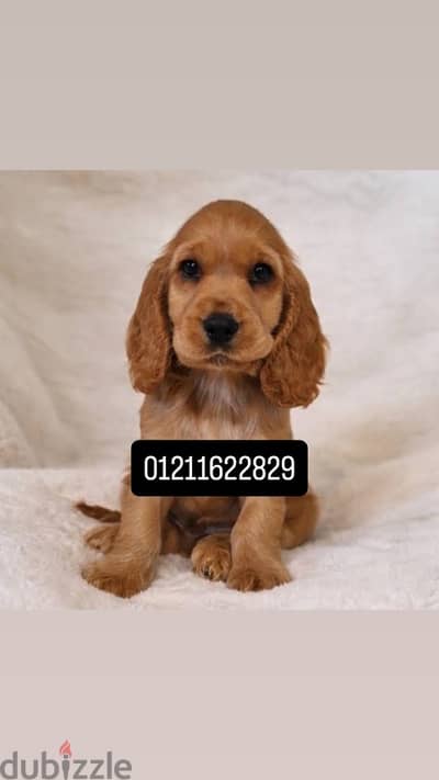 cocker spaniel puppies اجمل جراوي كوكر