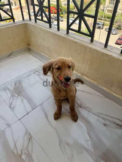 Golden Retriever Puppy
