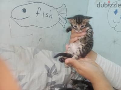 قطط للبيع