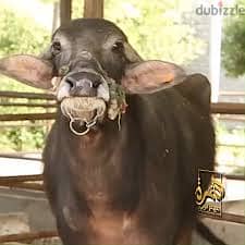 جاموسه للبيع
