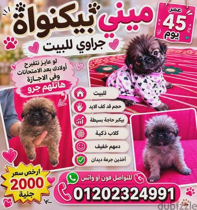 جراوي ميني بيكنواة