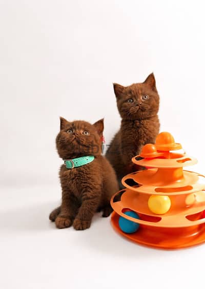 British shorthair cinnamon solid color