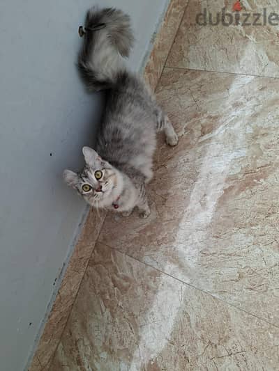 حدائق اكتوبر