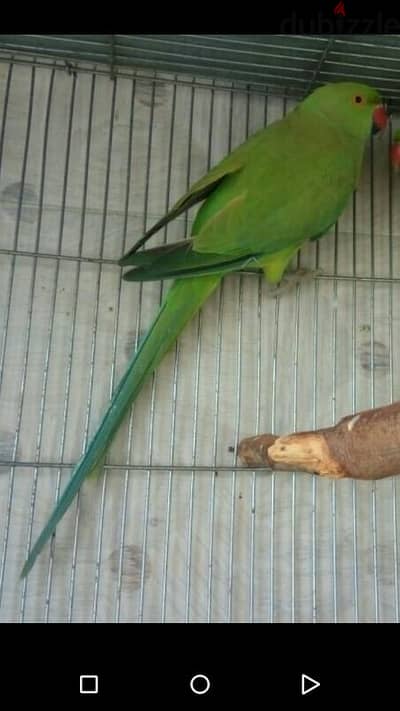 نتايه دره هندي بالغه