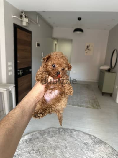 Poodle toy poodle toypoodle بودل