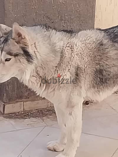 مدينة الشروق الأسكان العائلى