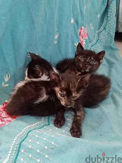 3 kittens for adoption