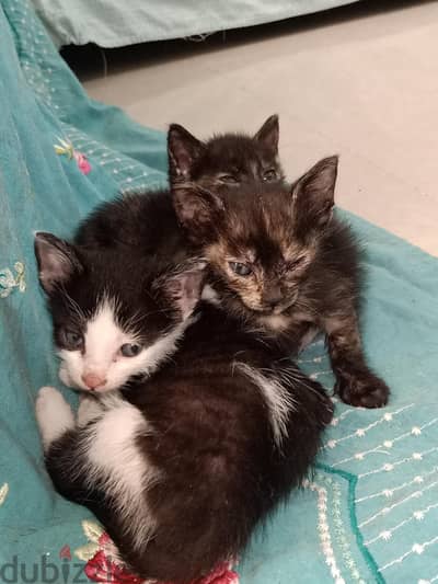 3 kittens for adoption