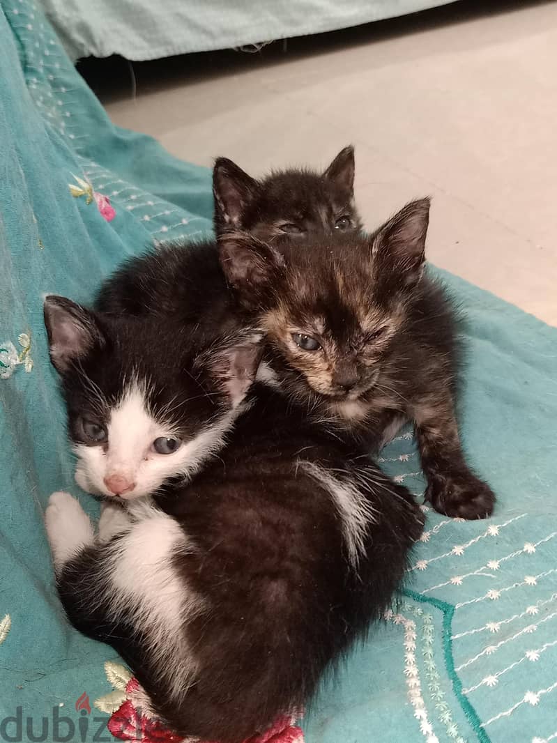 3 kittens for adoption 1