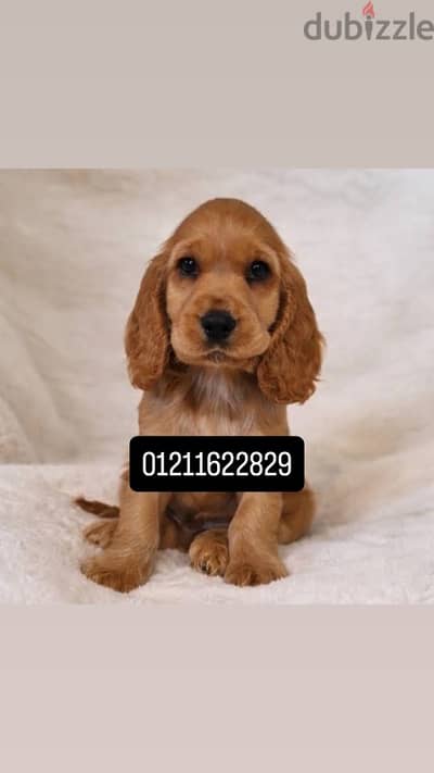 cocker spaniel puppies جراوي كوكر