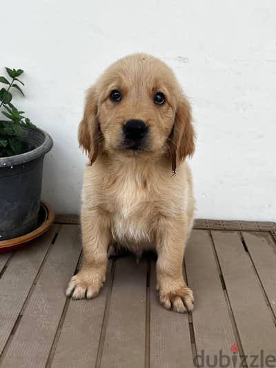 female puppy