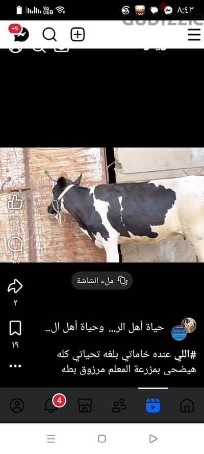 سرس الليان المنوفيه
