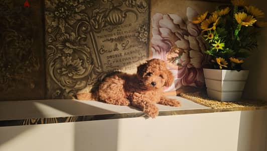 Toy Poodle Puppy
