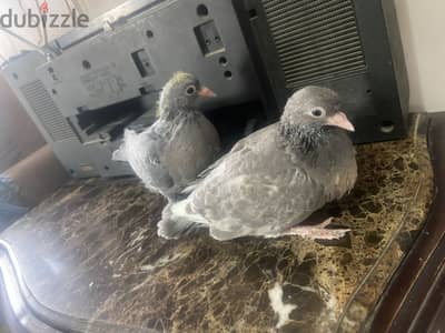 زغلولين بهلونات الأب والأم بيلعبوا ارضي