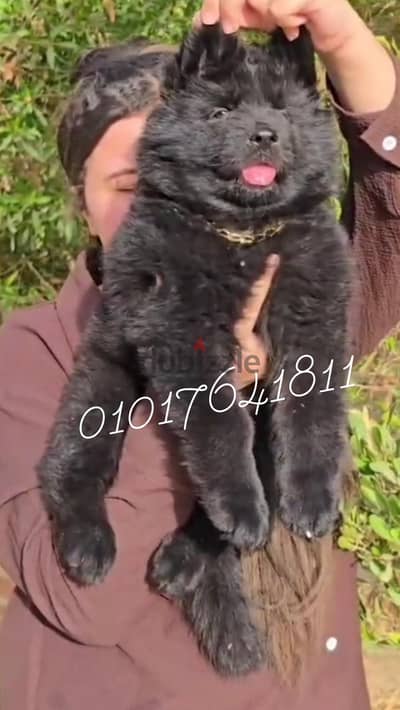 جراوي رويال بلاك للبيع Royal Black puppies for sale