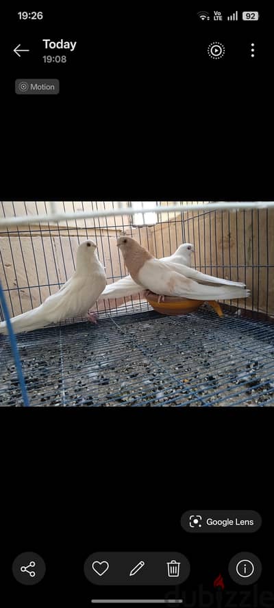قص أصفر ورق