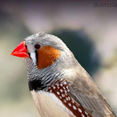 جوز زبرا شغلين تمام
