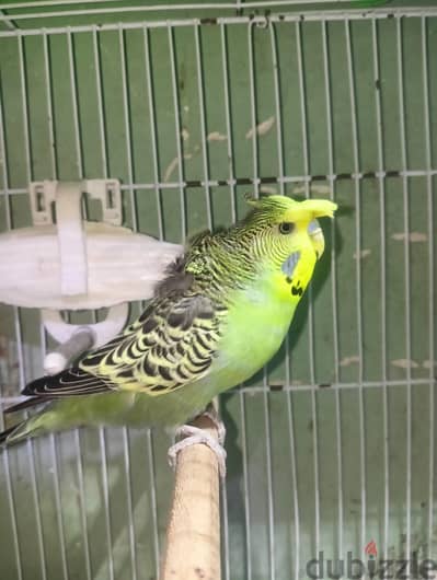 دكر اسبليت بلاك شوشه و كتف