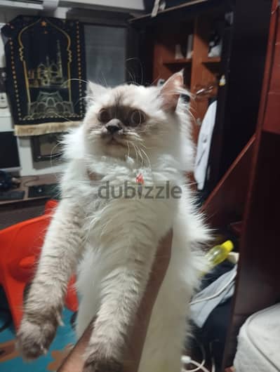 قطة هملايا عسل