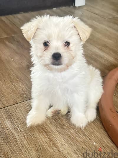 Cute puppy
