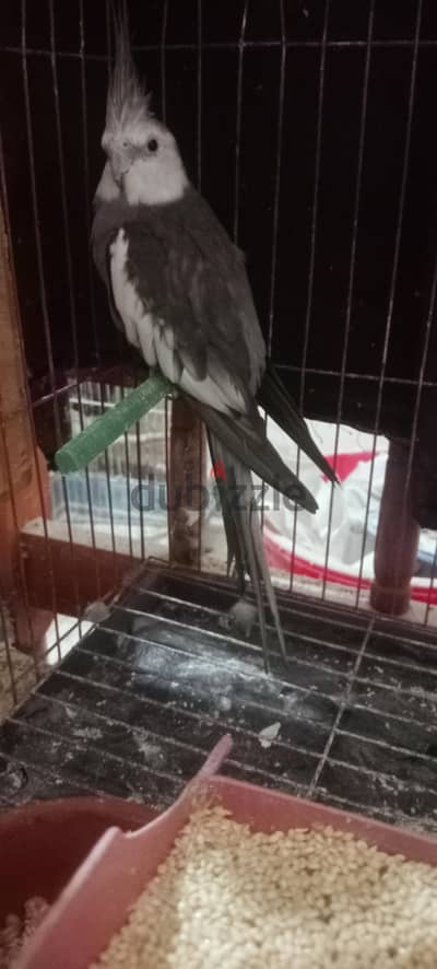 دكر وايت فيس عمر سنة