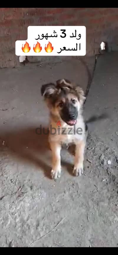 شبرا مصر