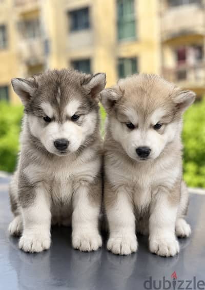 Husky puppies