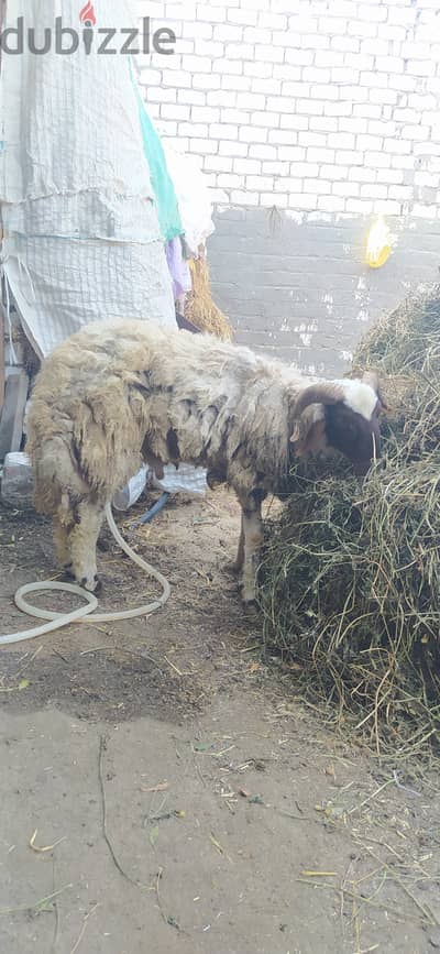 خروف كاسر جوز