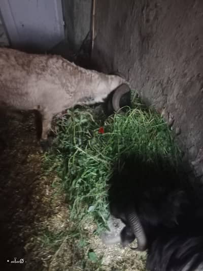 الباجور
