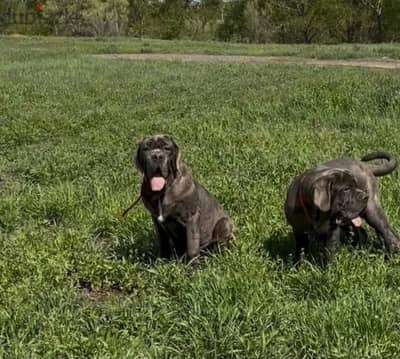 Neapolitan mastiff puppy boy from Russia