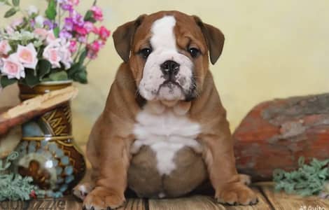 English bulldog puppy boy from Russia