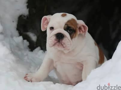 English bulldog puppy male from Russia