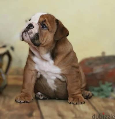 English bulldog puppy boy from Russia