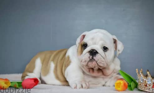 English bulldog puppy female from Russia
