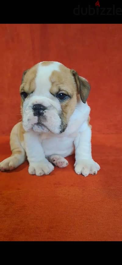 English bulldog puppies from Russia