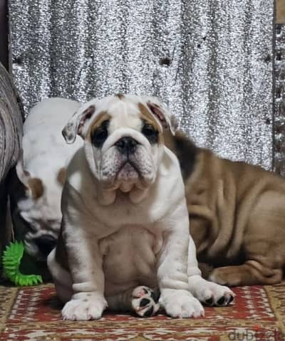English bulldog puppies boys from Russia