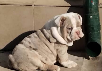English bulldog puppies females
