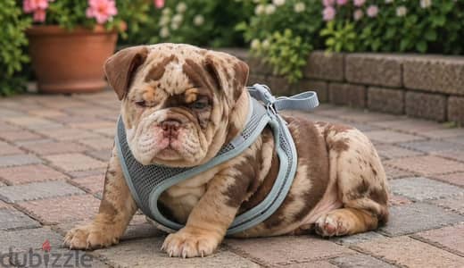 English bulldog puppy male from Russia