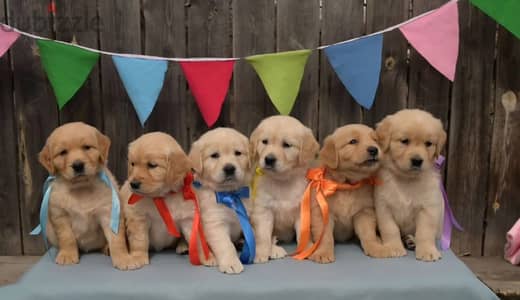 Golden retriever puppies boys