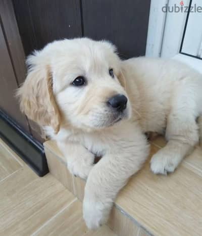 Golden retriever puppy boy from Russia