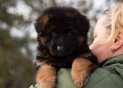 German shepherd puppy boy