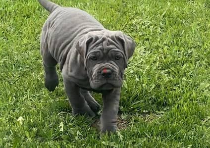 Cane corso puppy boy from Russia