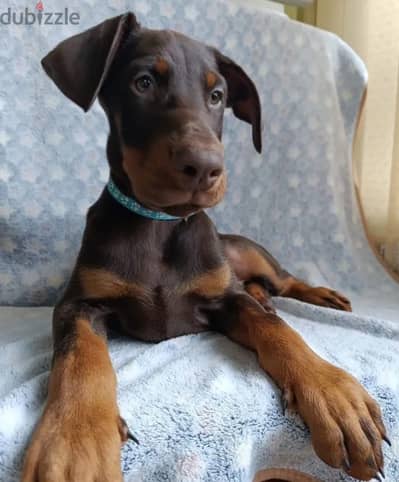 Doberman puppy boy from Russia