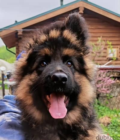 German Shepherd puppy boy from russia.