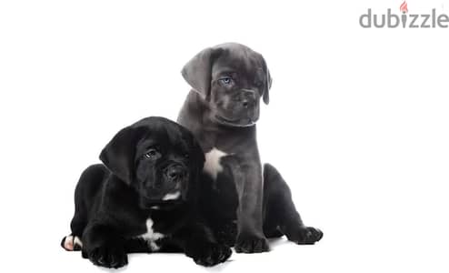 Cane corso puppy male from Russia