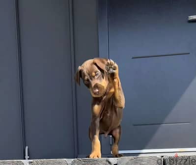 Doberman puppy boy from Russia