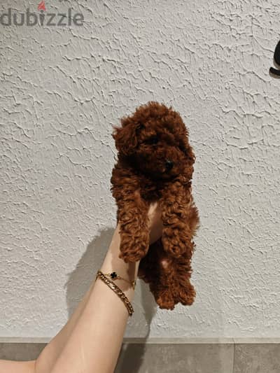 poodle بودل